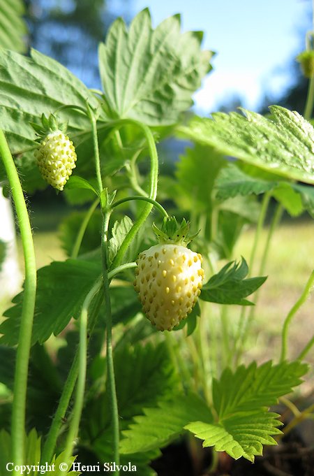 Fragaria vesca var semperflorens 'Alpine Yellow' kuukausimansikka